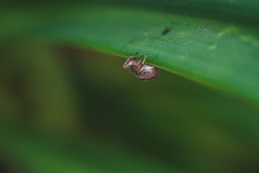 Borelioza- czym jest, jak się objawia i jak się chronić?