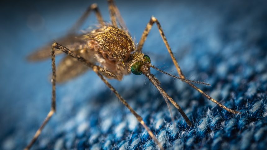 Malaria- czym charakteryzuje się choroba?